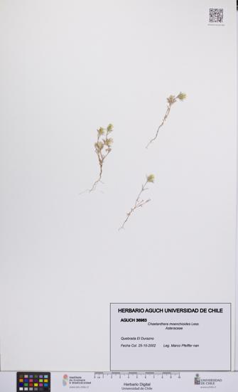 Chaetanthera moenchioides [Espécimen: UCH:AGUCH:0036983]