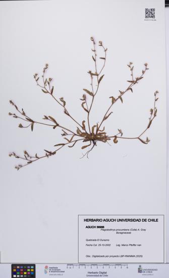 Plagiobothrys procumbens [Espécimen: UCH:AGUCH:0036986]