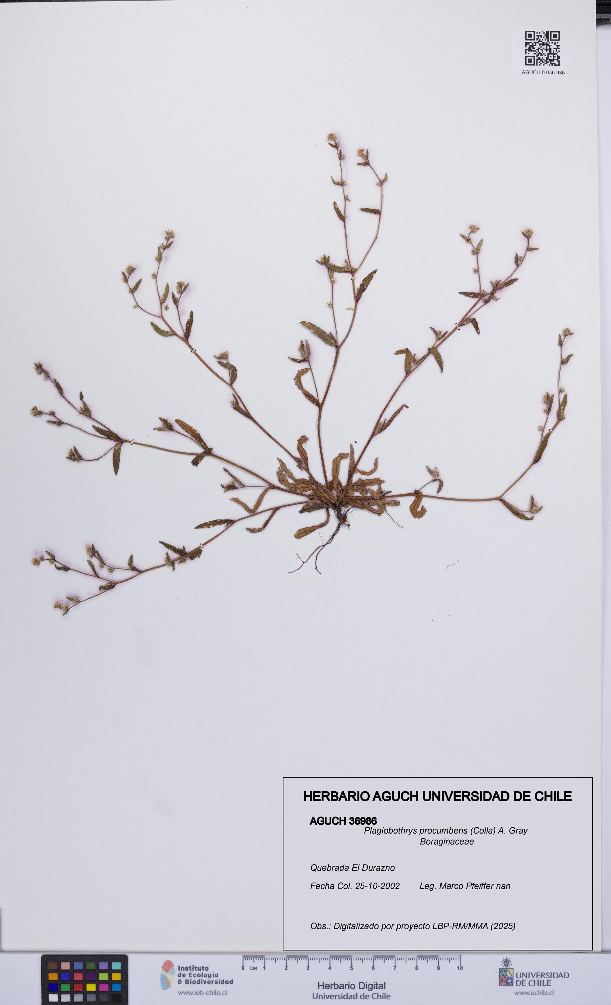 Plagiobothrys procumbens [Espécimen: UCH:AGUCH:0036986]