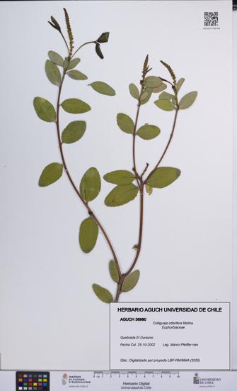 Colliguaja odorifera [Espécimen: UCH:AGUCH:0036990]