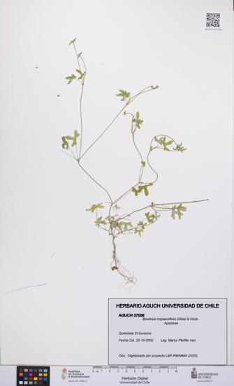 Bowlesia tropaeolifolia [Espécimen: UCH:AGUCH:0037006]