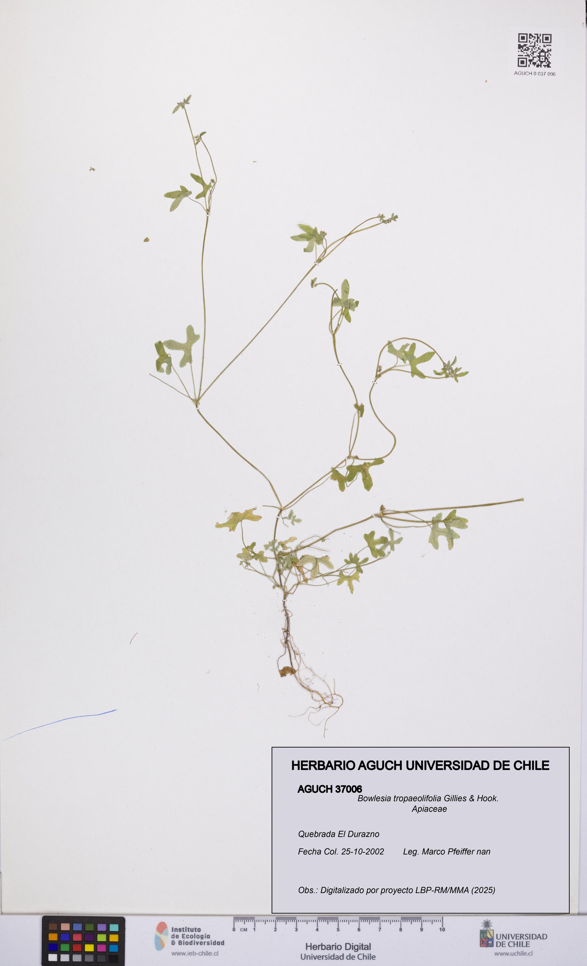 Bowlesia tropaeolifolia [Espécimen: UCH:AGUCH:0037006]