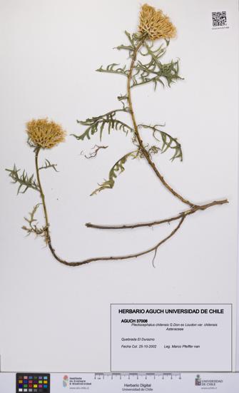 Plectocephalus chilensis var. chilensis [Espécimen: UCH:AGUCH:0037008]