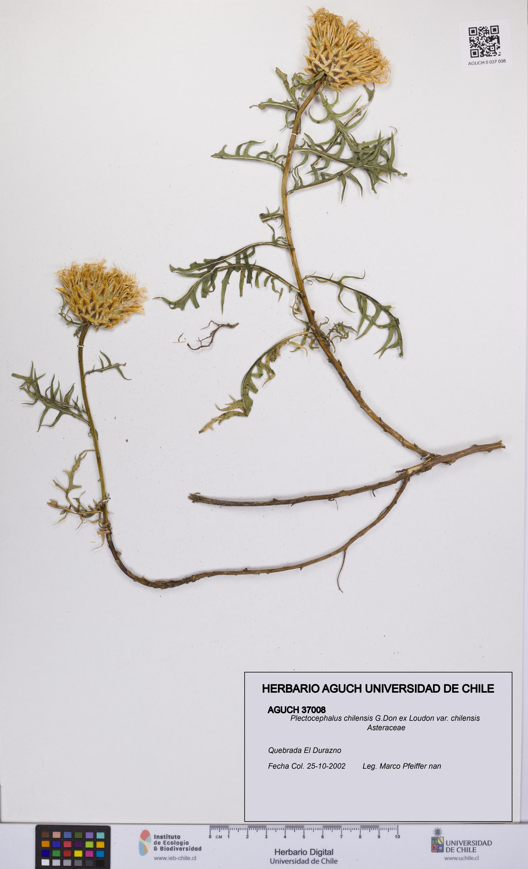 Plectocephalus chilensis var. chilensis [Espécimen: UCH:AGUCH:0037008]
