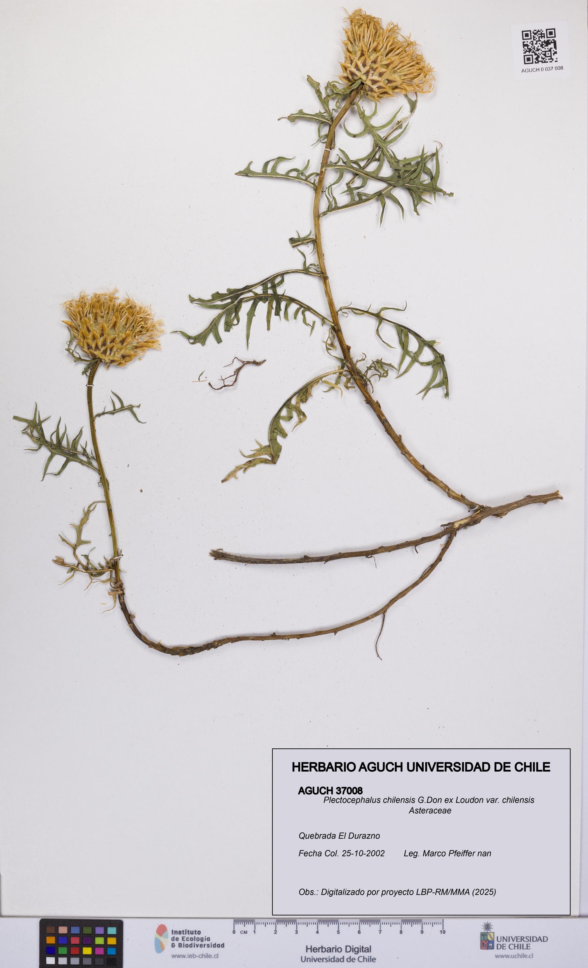 Plectocephalus chilensis var. chilensis [Espécimen: UCH:AGUCH:0037008]