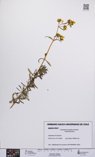 Calceolaria thyrsiflora [Espécimen: UCH:AGUCH:0037017]
