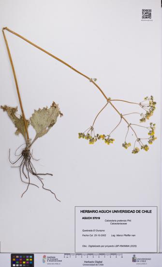 Calceolaria pratensis [Espécimen: UCH:AGUCH:0037019]