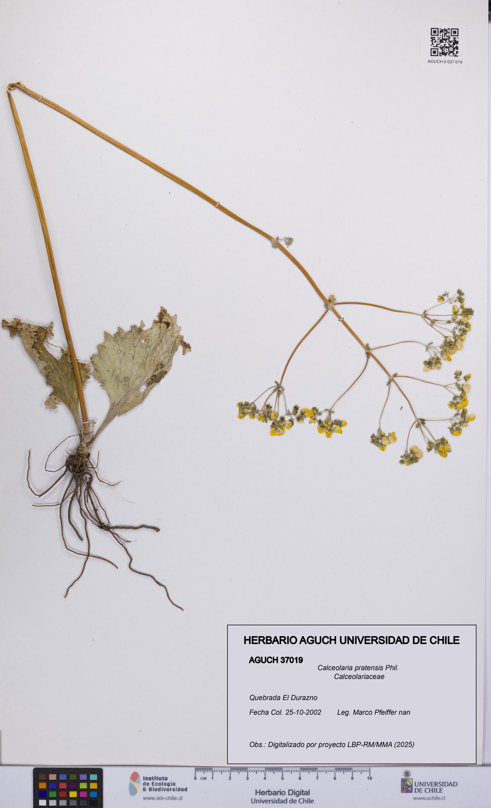 Calceolaria pratensis [Espécimen: UCH:AGUCH:0037019]