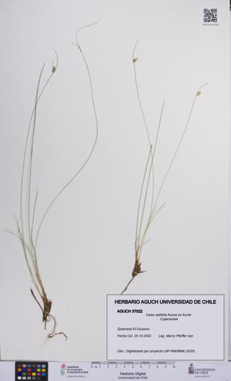 Carex setifolia [Espécimen: UCH:AGUCH:0037022]