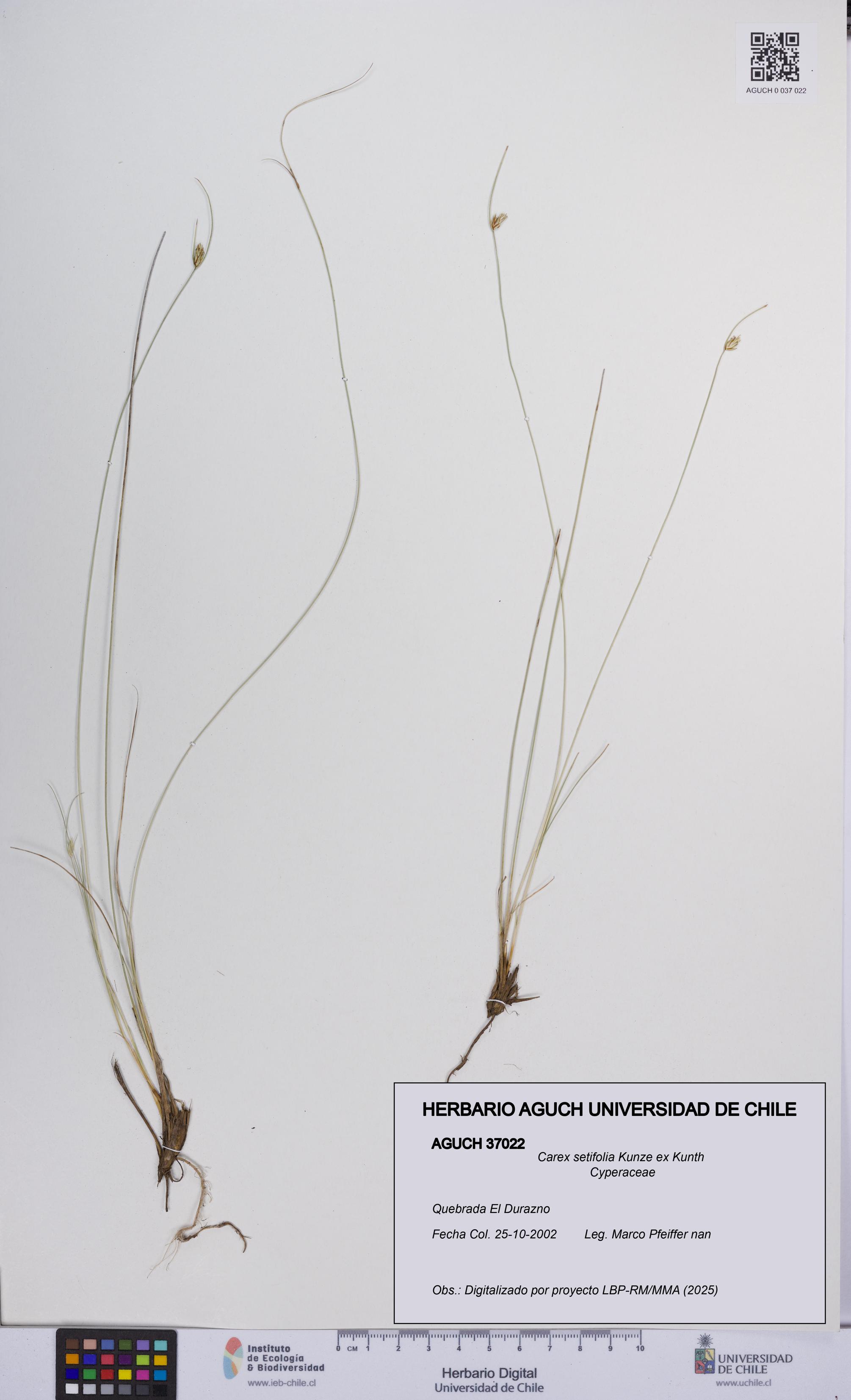 Carex setifolia [Espécimen: UCH:AGUCH:0037022]