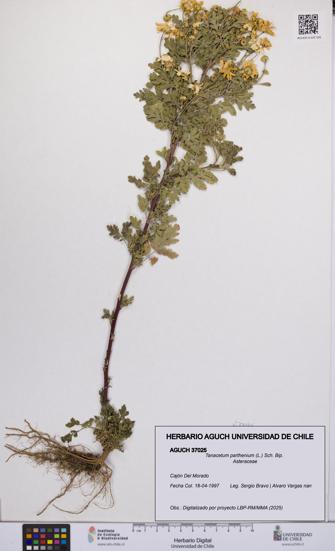 Tanacetum parthenium [Espécimen: UCH:AGUCH:0037025]