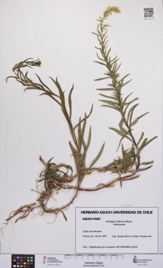Solidago chilensis [Espécimen: UCH:AGUCH:0037027]