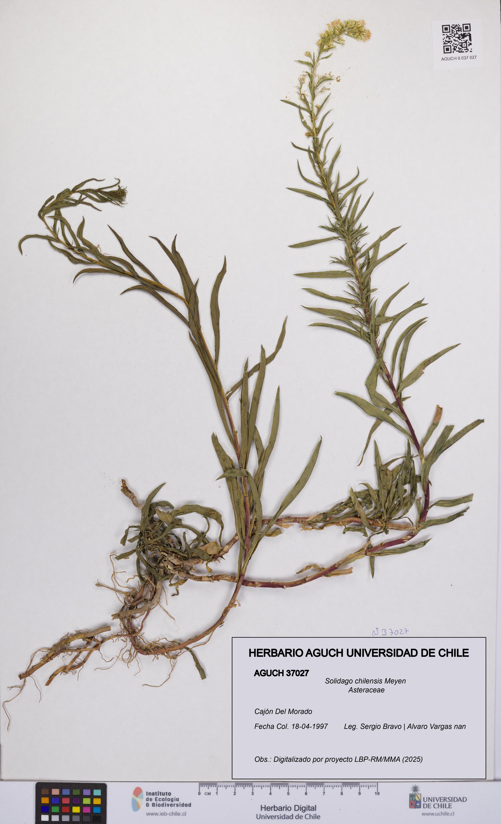 Solidago chilensis [Espécimen: UCH:AGUCH:0037027]