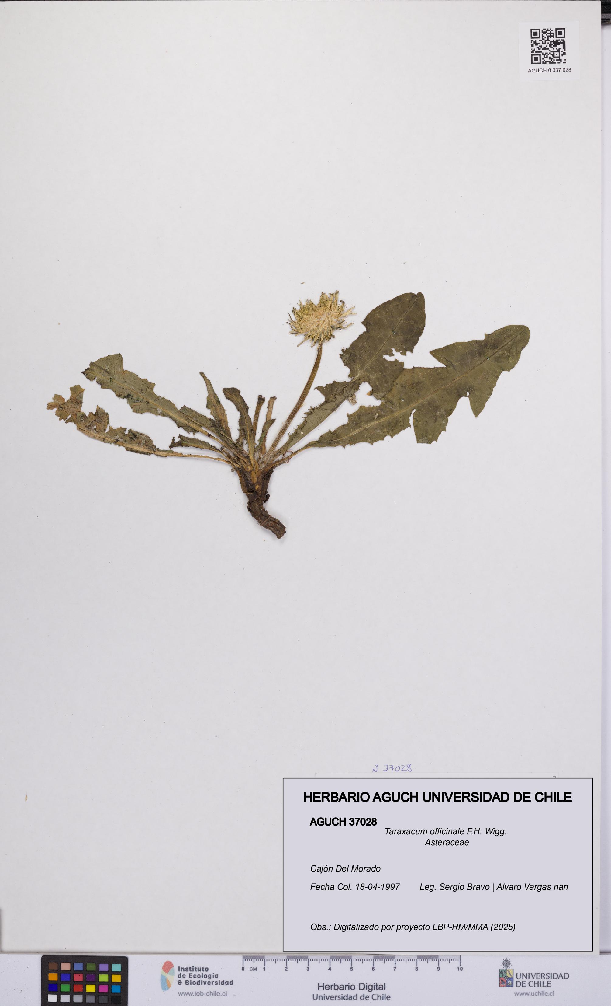 Taraxacum officinale [Espécimen: UCH:AGUCH:0037028]