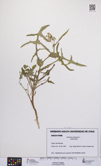Sonchus oleraceus [Espécimen: UCH:AGUCH:0037029]