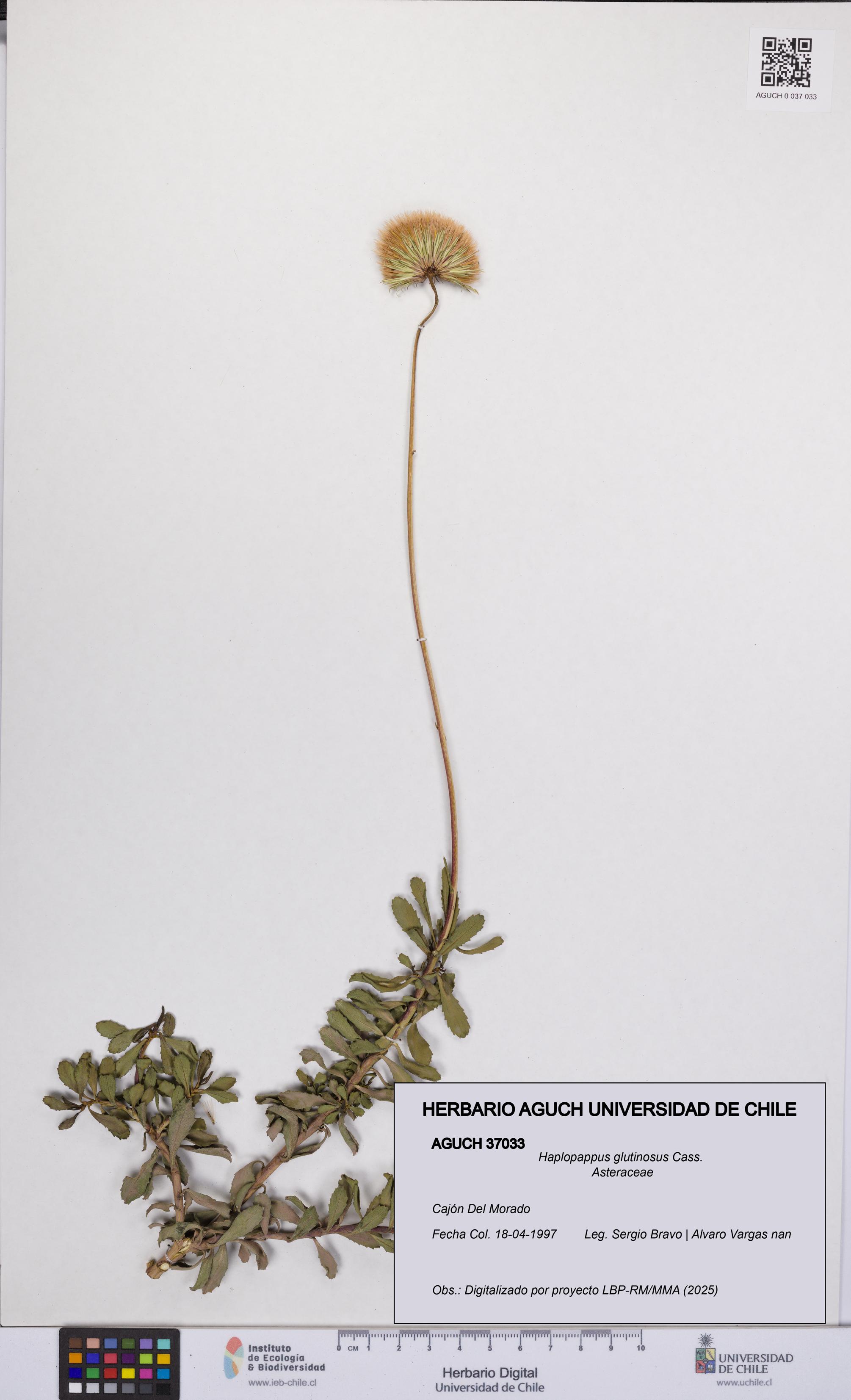 Haplopappus glutinosus [Espécimen: UCH:AGUCH:0037033]