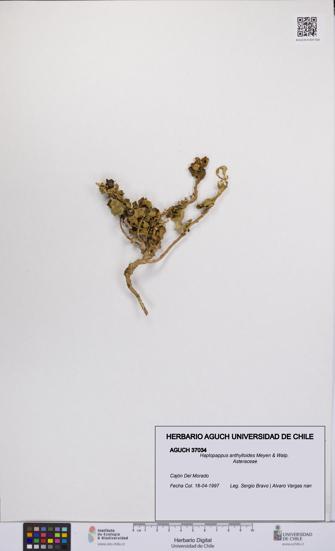 Haplopappus anthylloides [Espécimen: UCH:AGUCH:0037034]