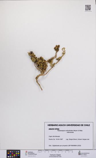 Haplopappus anthylloides [Espécimen: UCH:AGUCH:0037034]