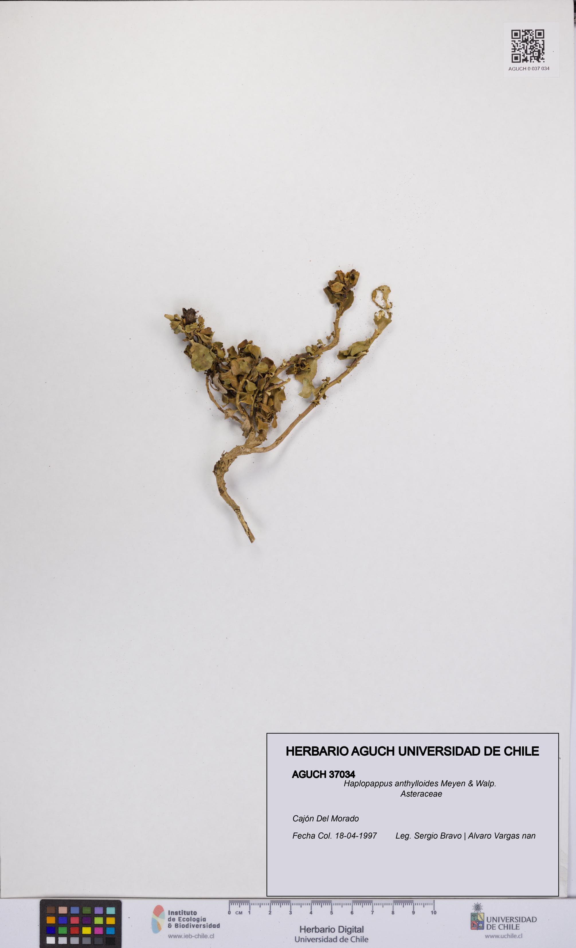 Haplopappus anthylloides [Espécimen: UCH:AGUCH:0037034]