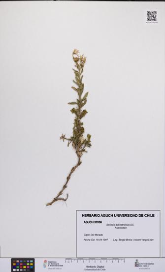 Senecio adenotrichius [Espécimen: UCH:AGUCH:0037036]