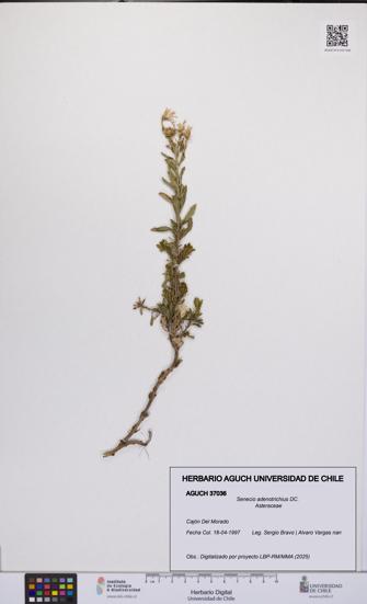 Senecio adenotrichius [Espécimen: UCH:AGUCH:0037036]