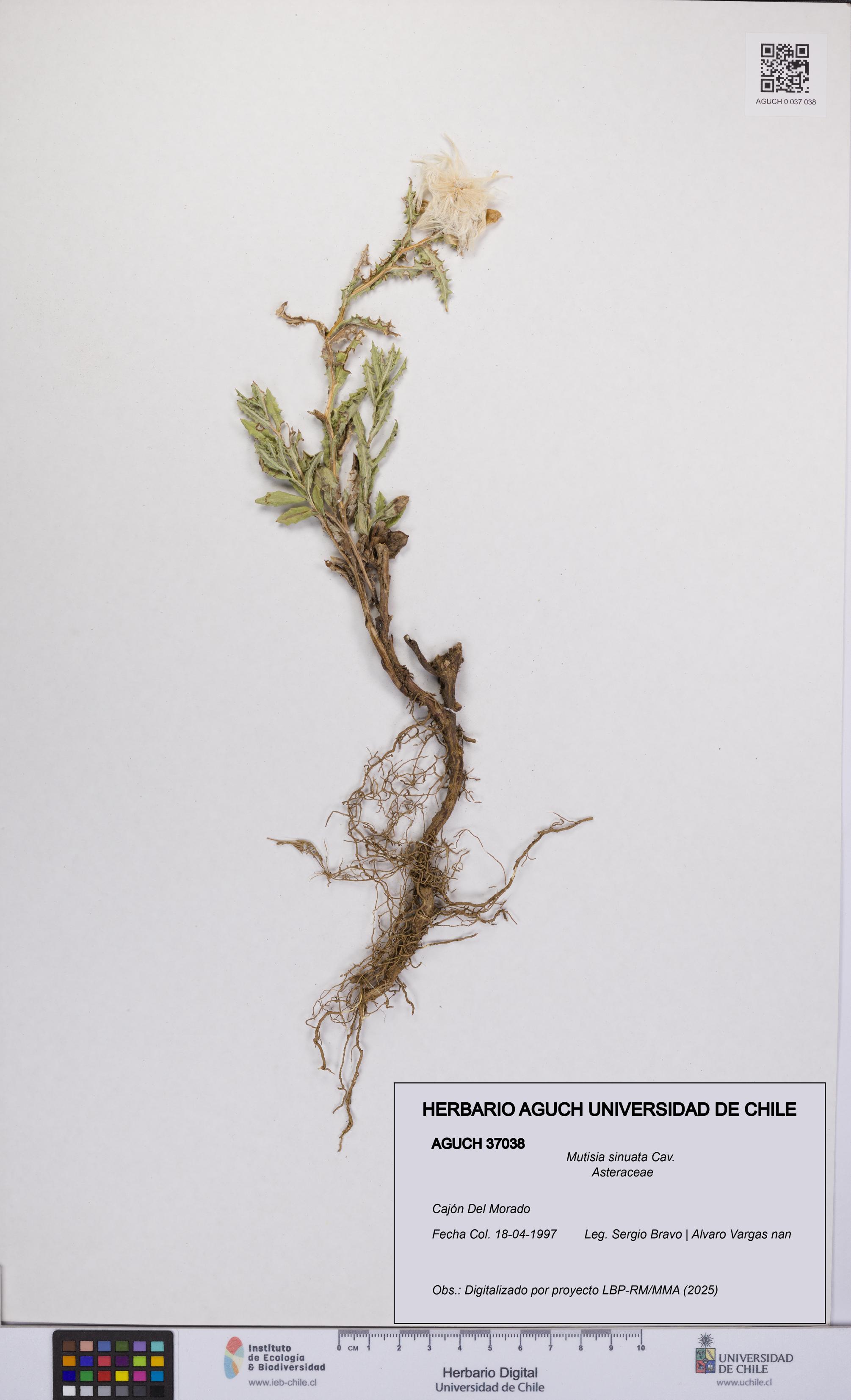 Mutisia sinuata [Espécimen: UCH:AGUCH:0037038]