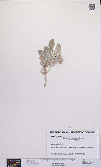 Calceolaria arachnoidea [Espécimen: UCH:AGUCH:0037042]