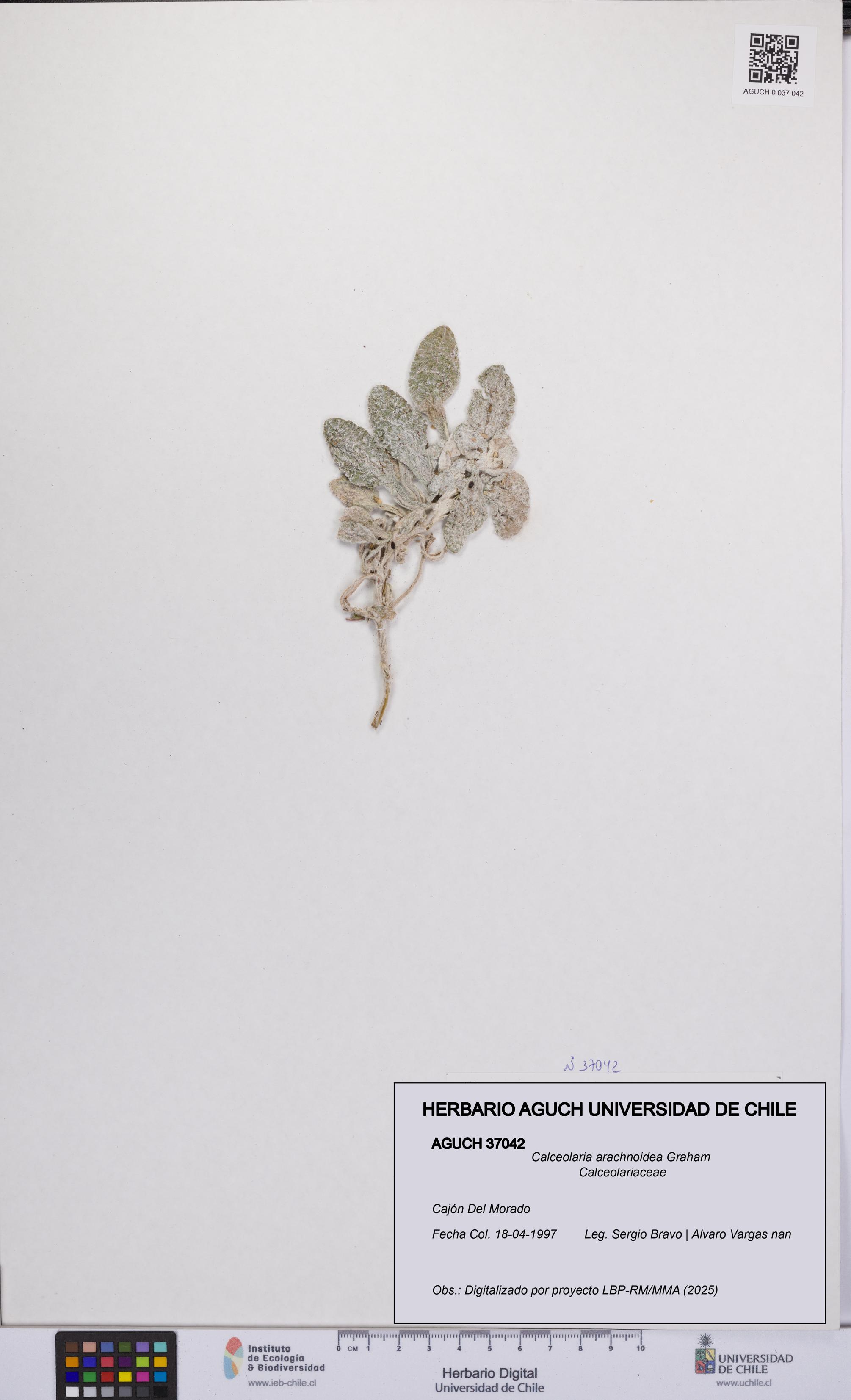 Calceolaria arachnoidea [Espécimen: UCH:AGUCH:0037042]