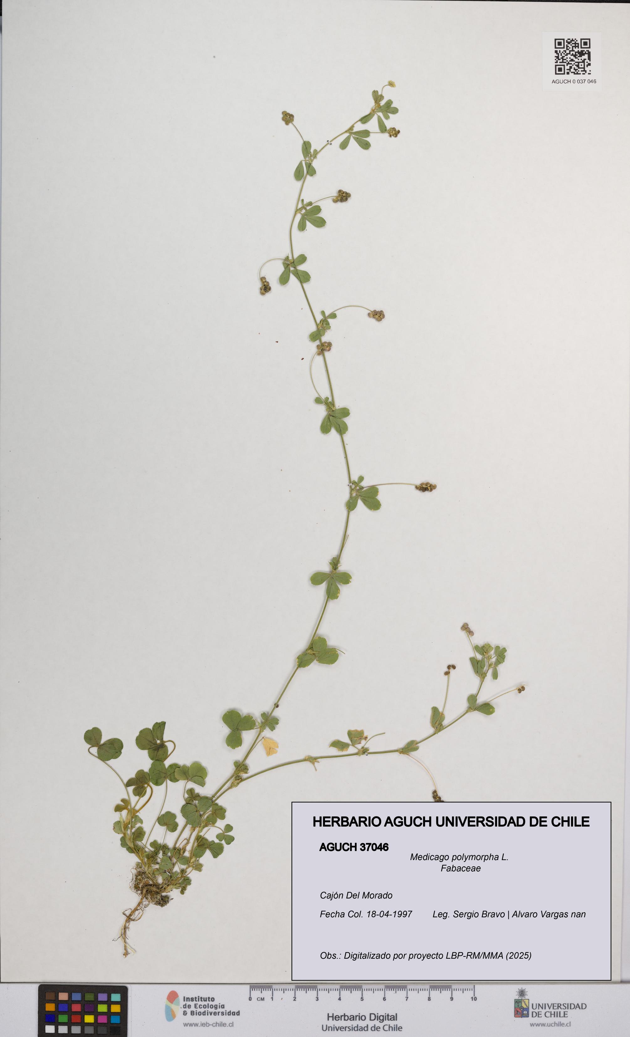 Medicago polymorpha [Espécimen: UCH:AGUCH:0037046]