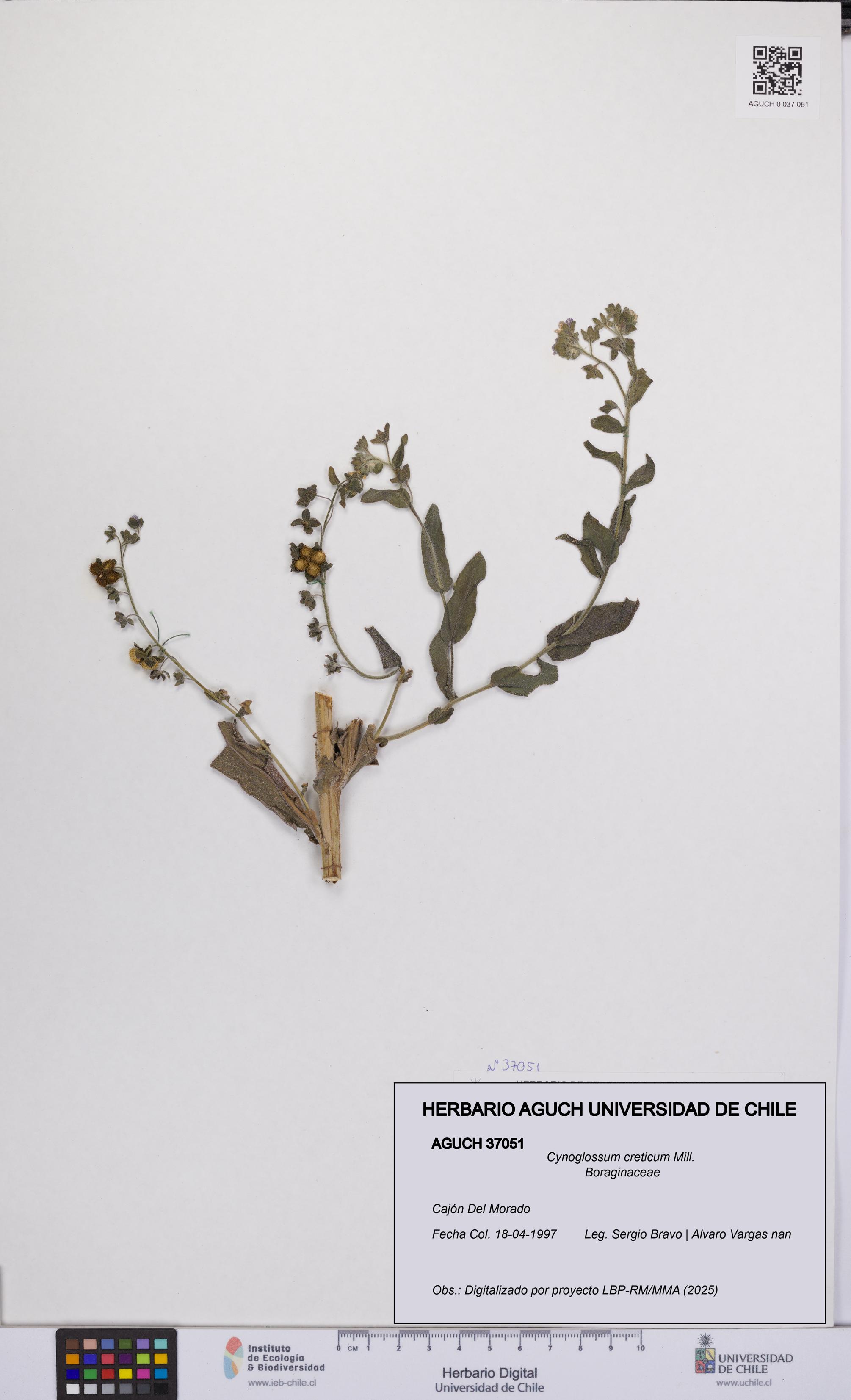 Cynoglossum creticum [Espécimen: UCH:AGUCH:0037051]