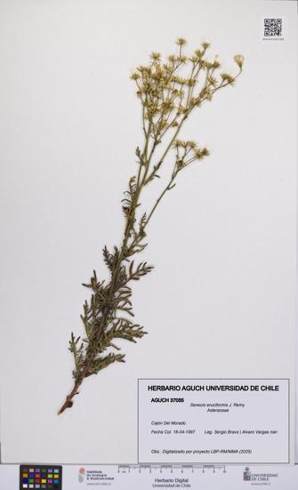 Senecio eruciformis [Espécimen: UCH:AGUCH:0037055]