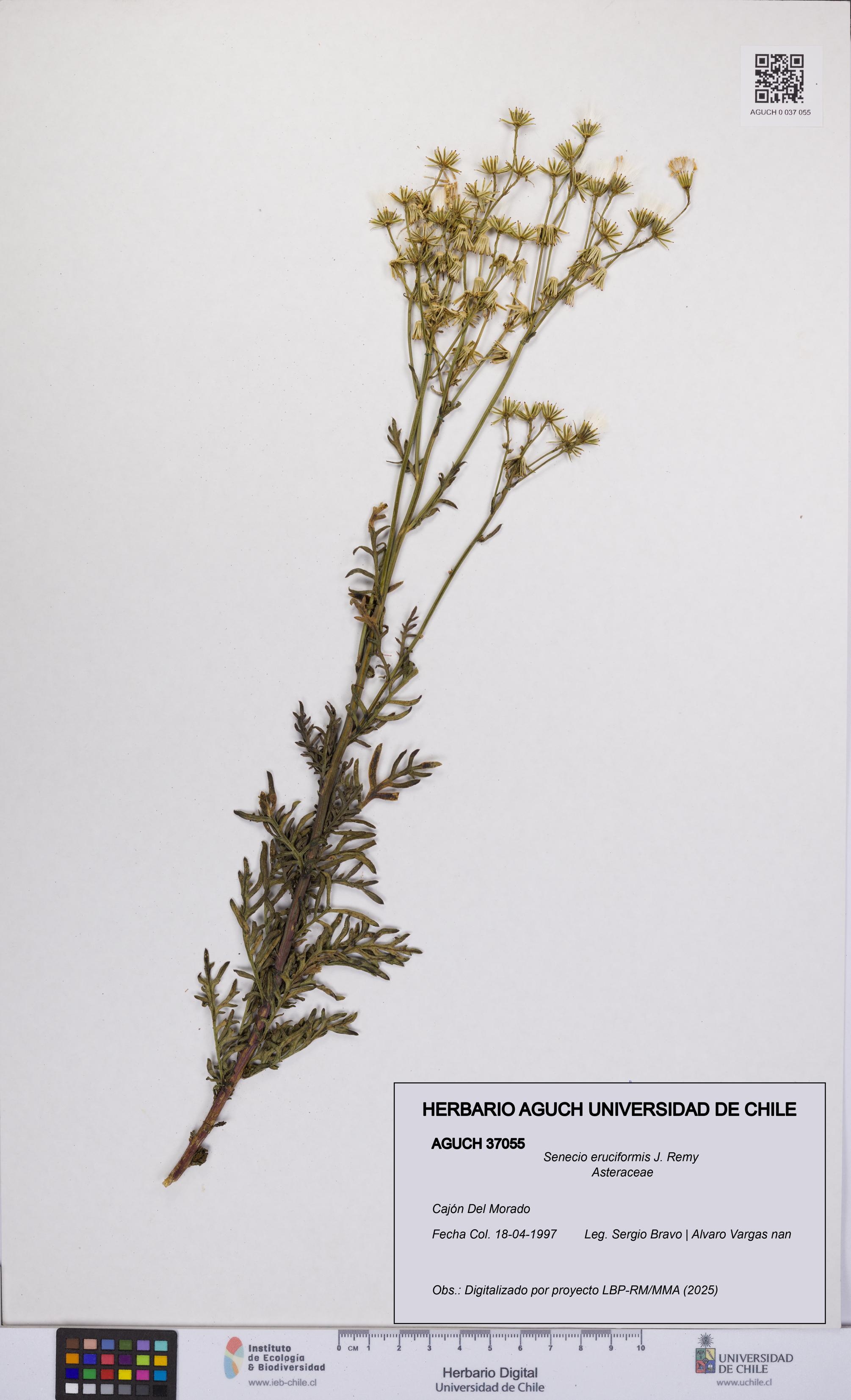 Senecio eruciformis [Espécimen: UCH:AGUCH:0037055]