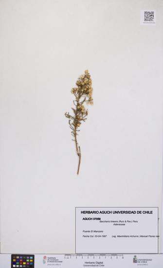 Baccharis linearis [Espécimen: UCH:AGUCH:0037059]