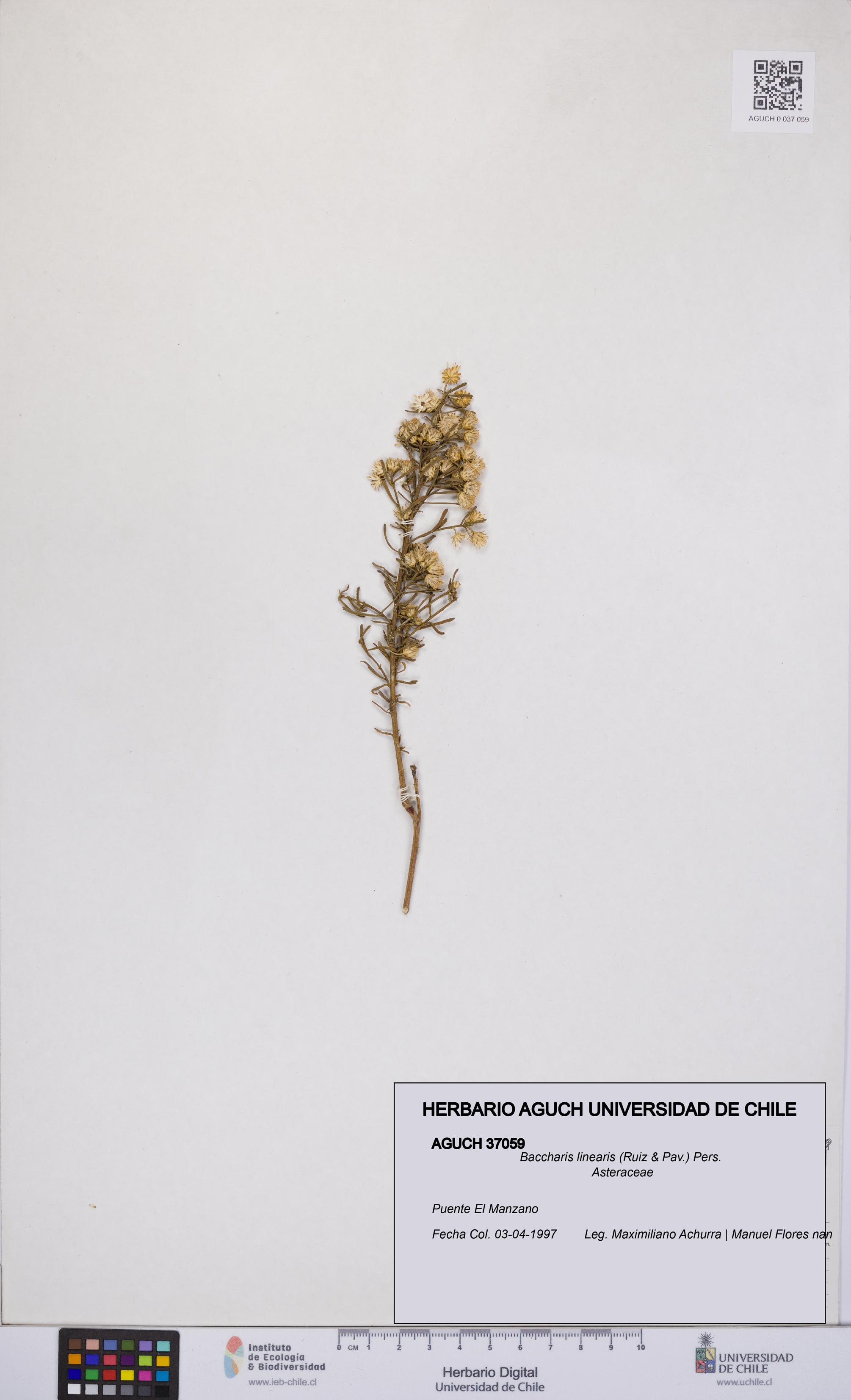 Baccharis linearis [Espécimen: UCH:AGUCH:0037059]
