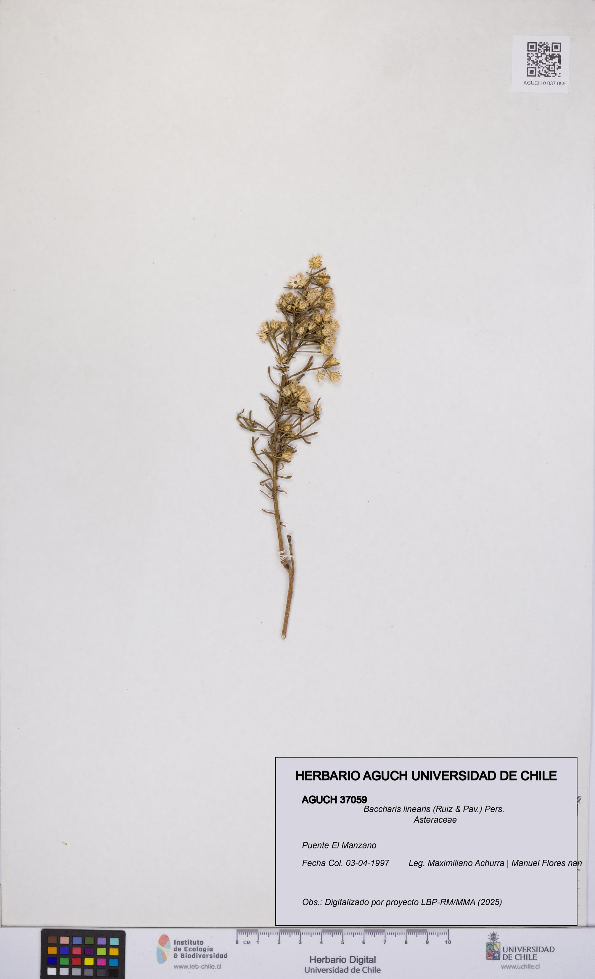 Baccharis linearis [Espécimen: UCH:AGUCH:0037059]