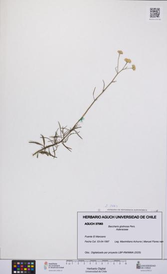 Baccharis glutinosa [Espécimen: UCH:AGUCH:0037063]