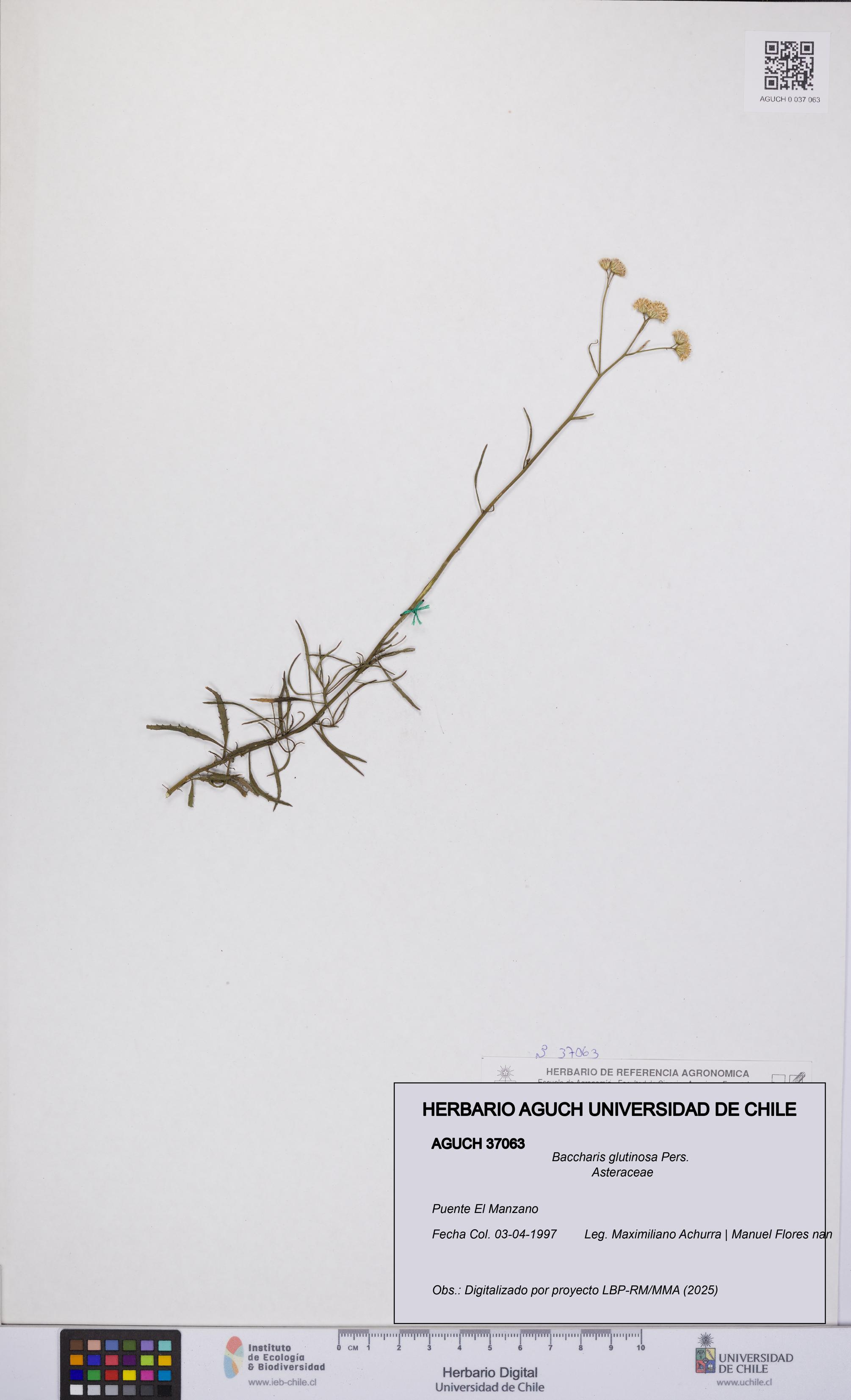 Baccharis glutinosa [Espécimen: UCH:AGUCH:0037063]