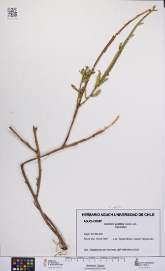 Baccharis sagittalis [Espécimen: UCH:AGUCH:0037097]