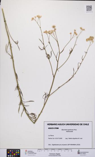 Baccharis glutinosa [Espécimen: UCH:AGUCH:0037098]