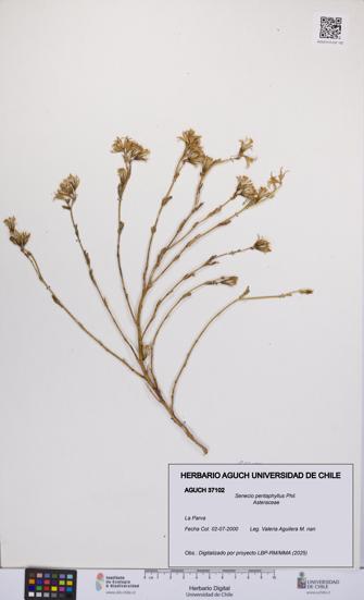 Senecio pentaphyllus [Espécimen: UCH:AGUCH:0037102]