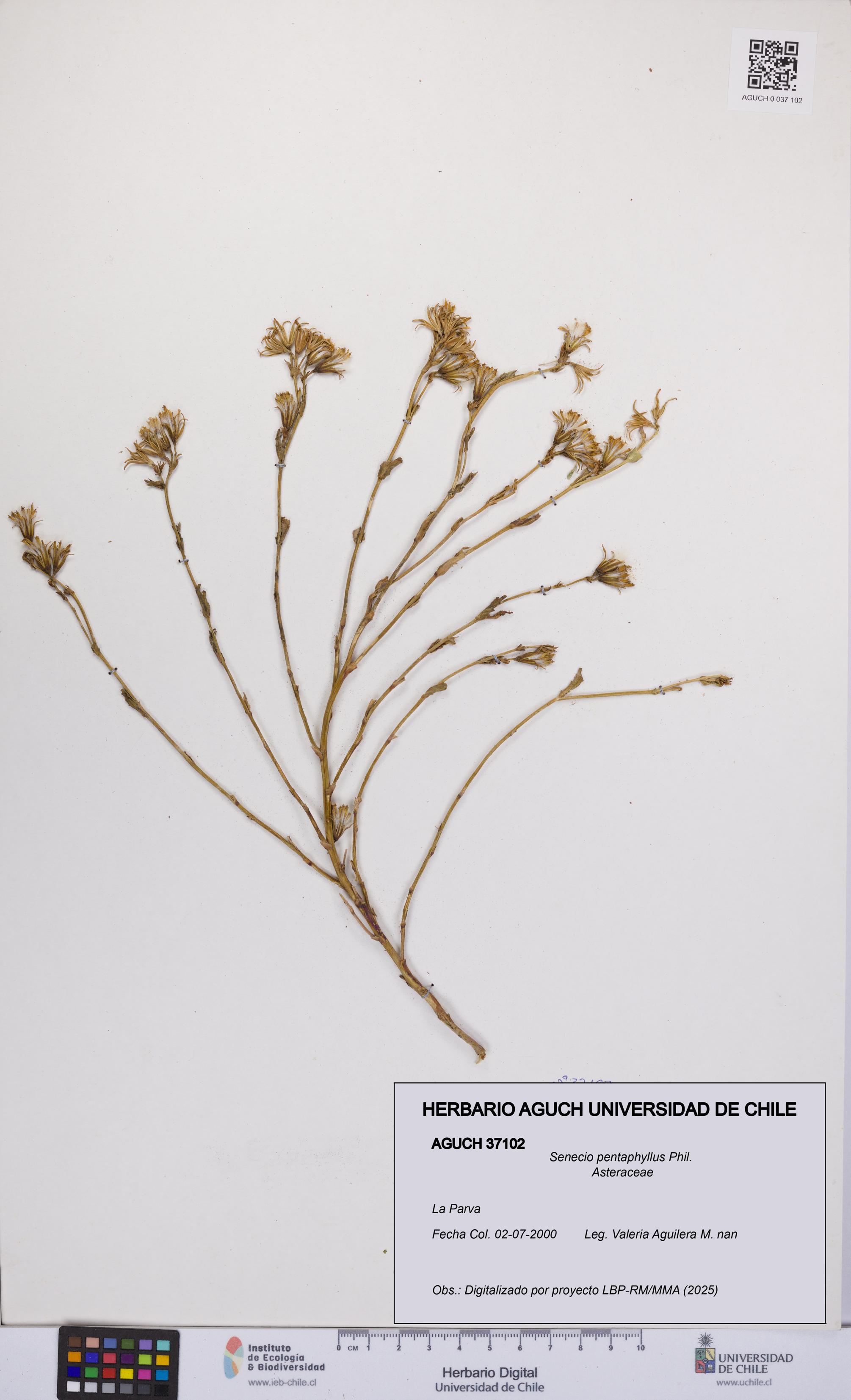 Senecio pentaphyllus [Espécimen: UCH:AGUCH:0037102]