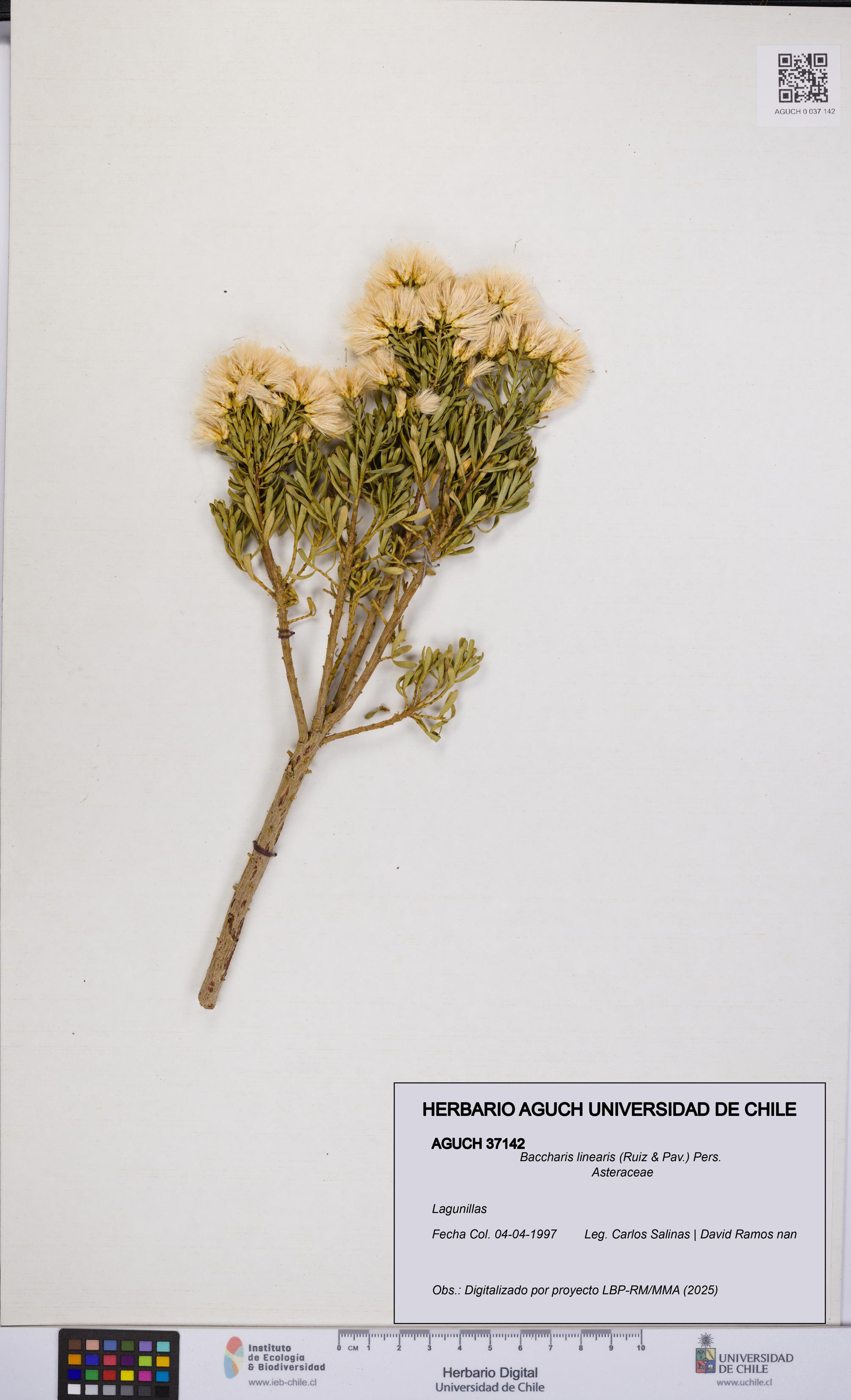 Baccharis linearis [Espécimen: UCH:AGUCH:0037142]