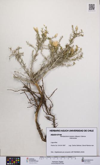 Nardophyllum lanatum [Espécimen: UCH:AGUCH:0037144]