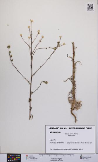 Madia sativa [Espécimen: UCH:AGUCH:0037153]