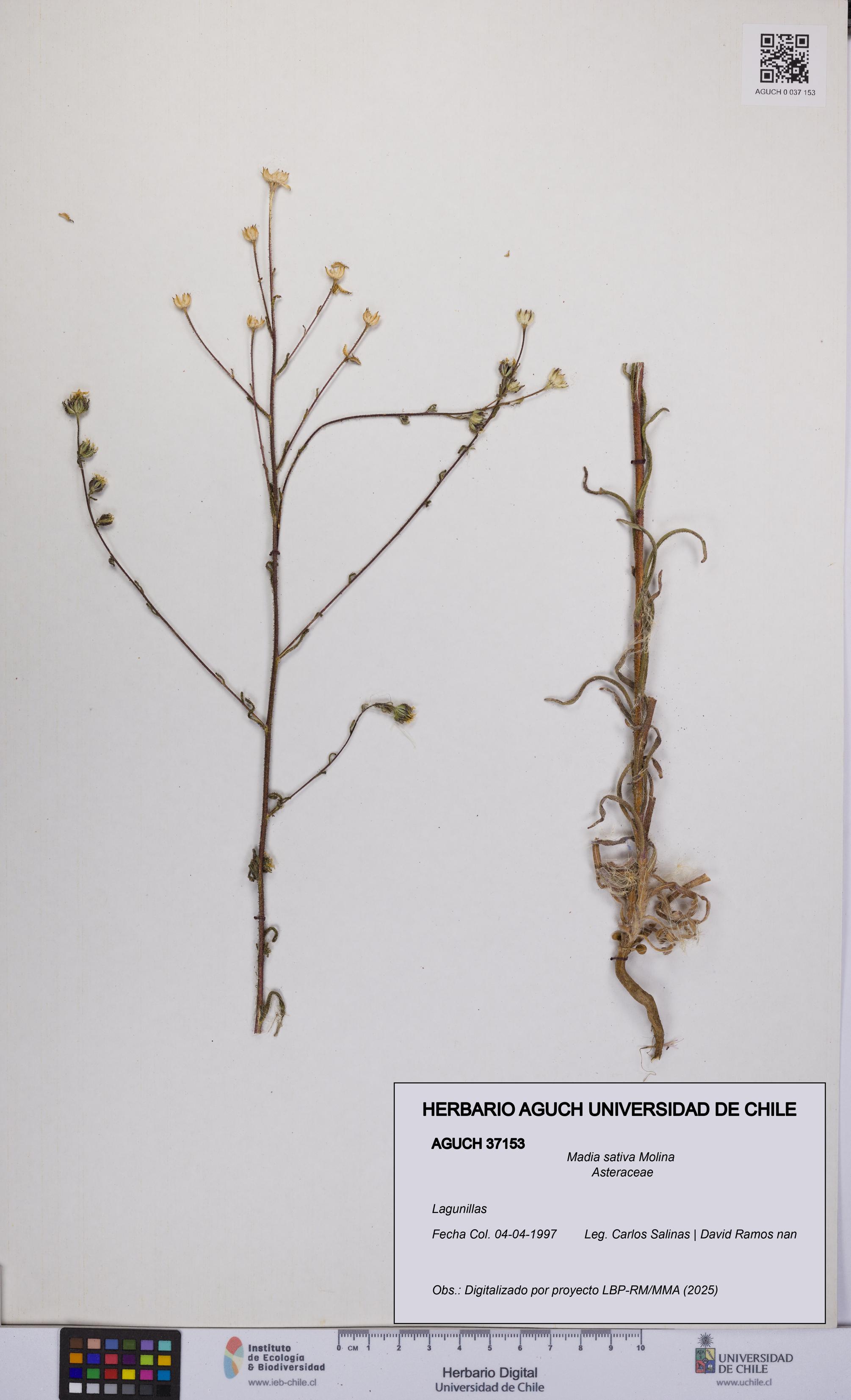 Madia sativa [Espécimen: UCH:AGUCH:0037153]