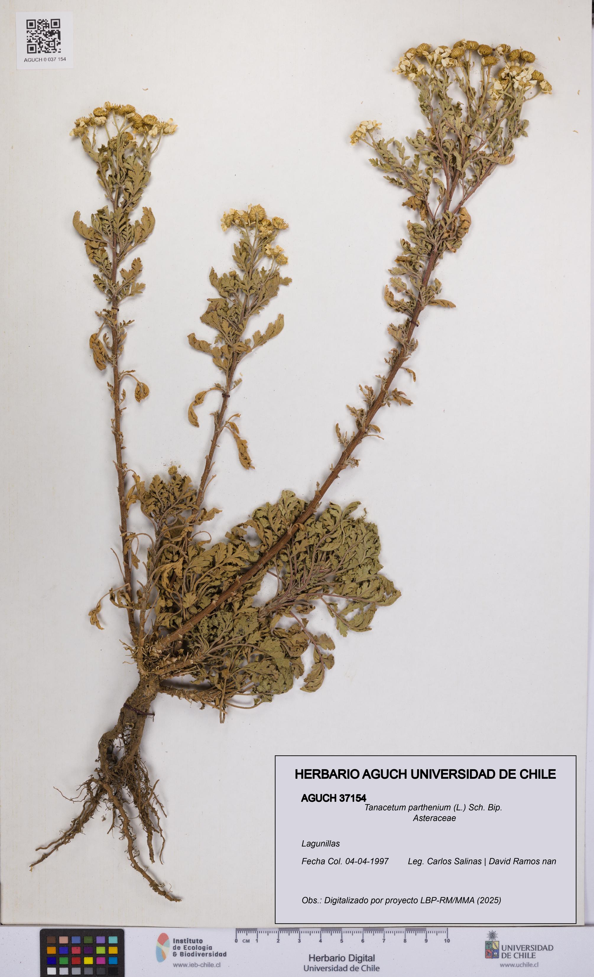 Tanacetum parthenium [Espécimen: UCH:AGUCH:0037154]