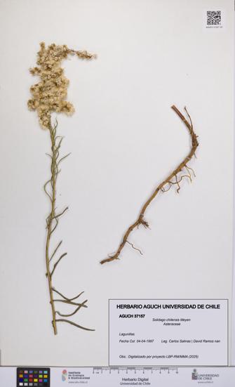 Solidago chilensis [Espécimen: UCH:AGUCH:0037157]