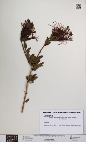 Tristerix verticillatus [Espécimen: UCH:AGUCH:0037158]