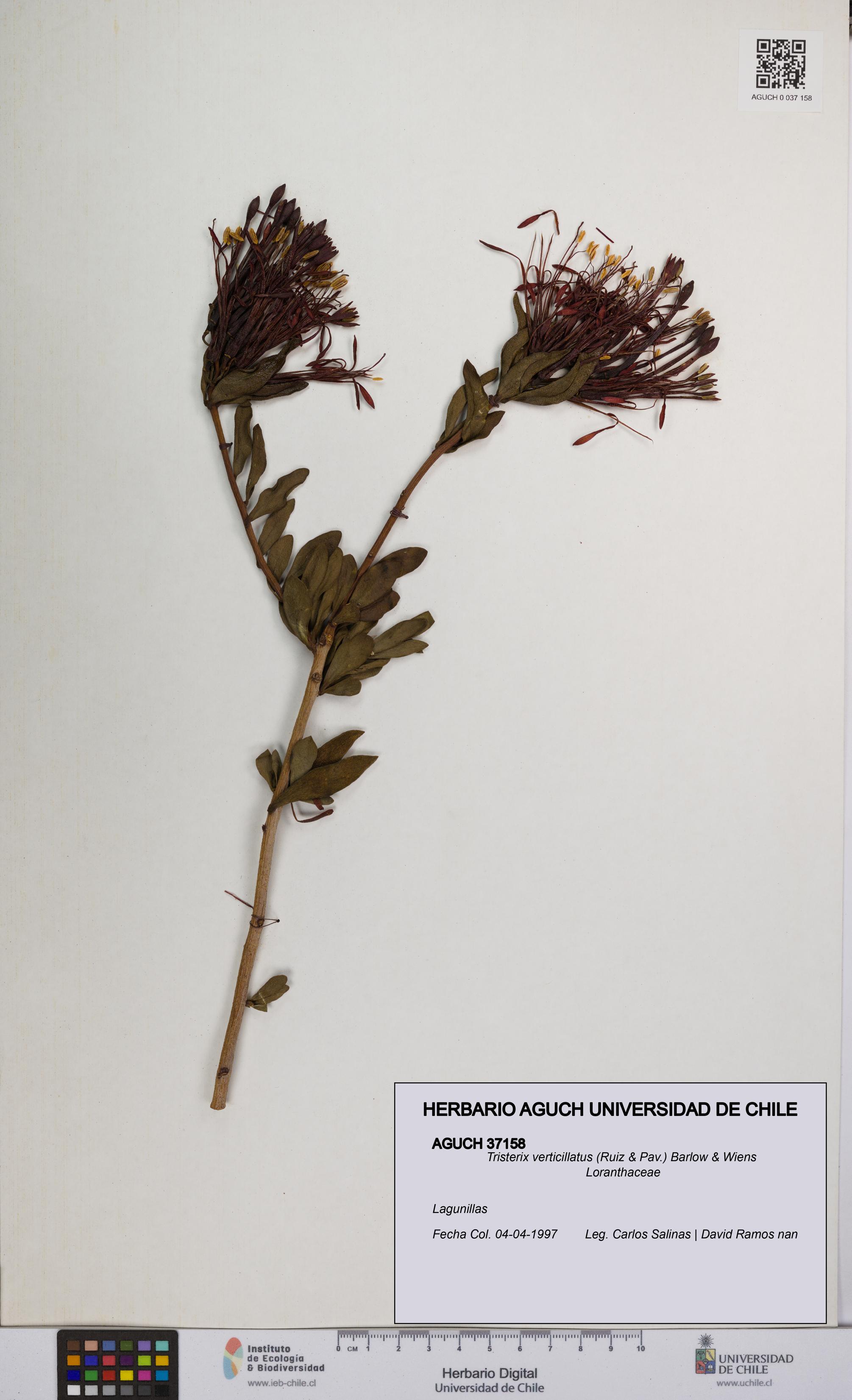 Tristerix verticillatus [Espécimen: UCH:AGUCH:0037158]