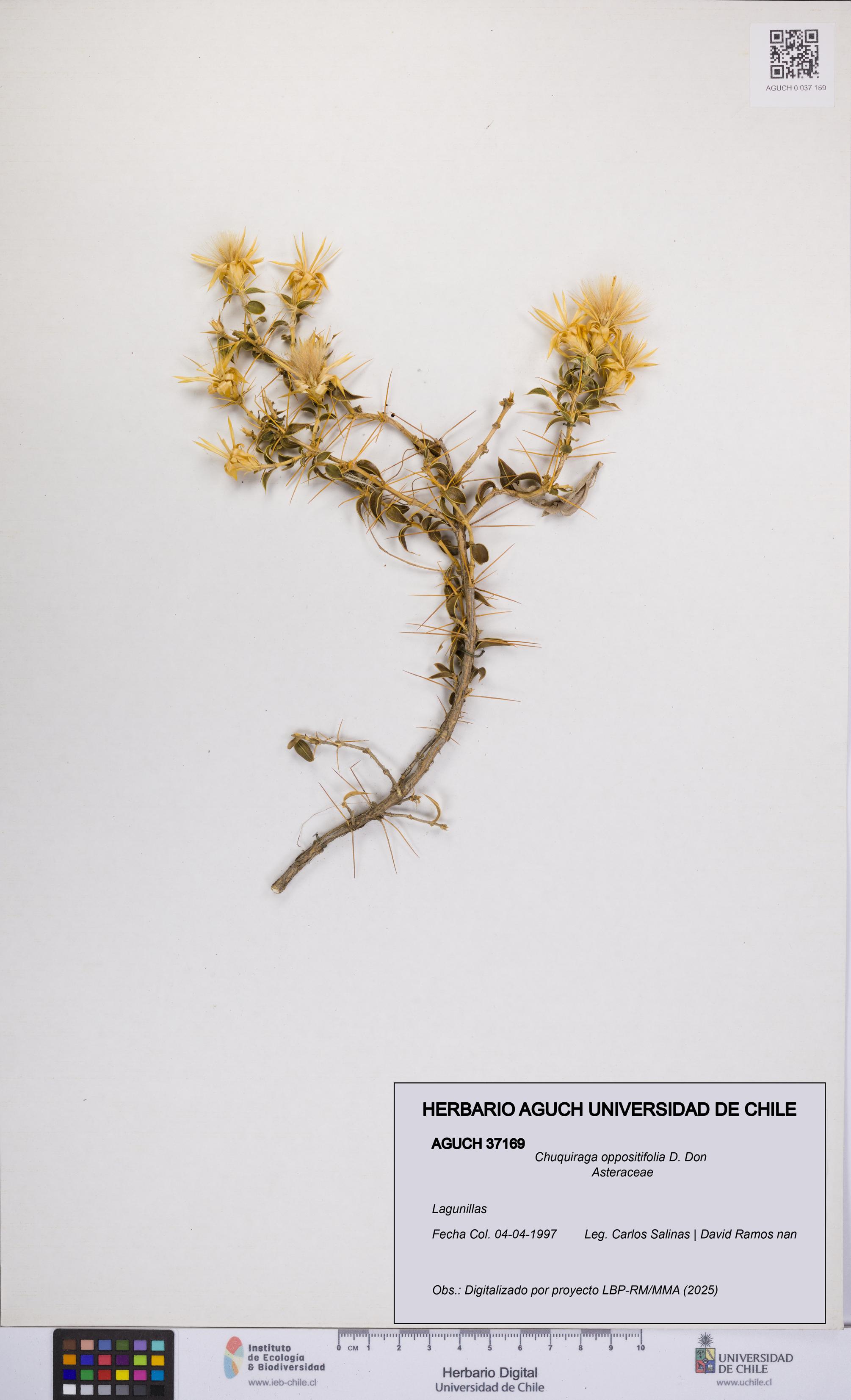 Chuquiraga oppositifolia [Espécimen: UCH:AGUCH:0037169]